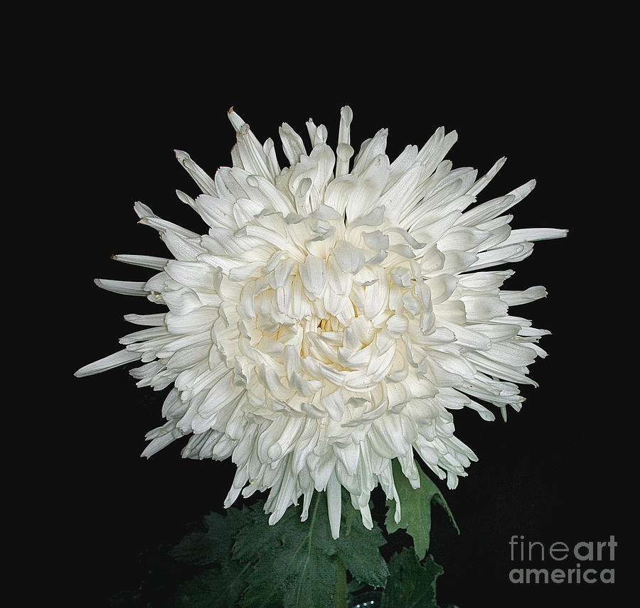 Chrysanthemum Lone Star Photograph by Ann Jacobson