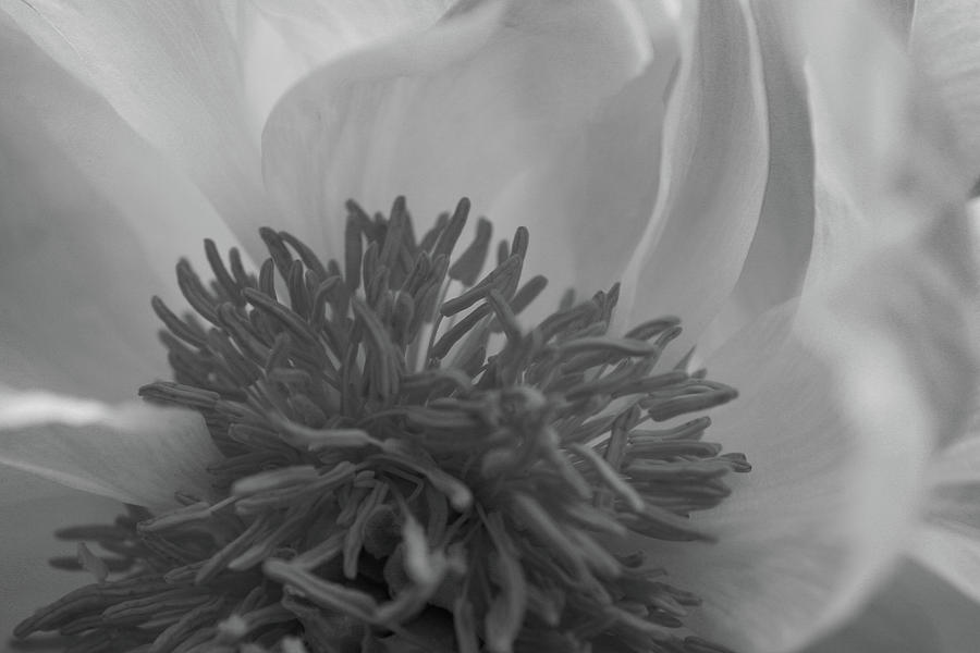 Black And White Photograph - Chrysanthemum Macro Black and White 1 by Martin Valeriano