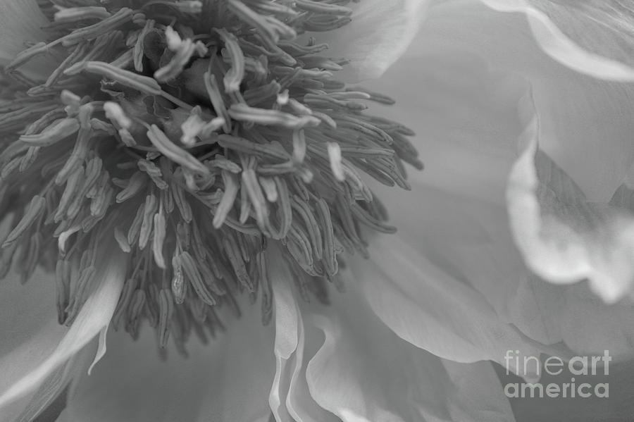 Chrysanthemum Macro Black and White Photograph by Martin Valeriano