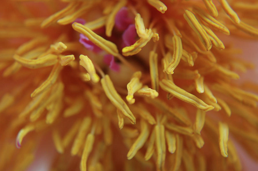 Chrysanthemum Macro Photograph by Martin Valeriano