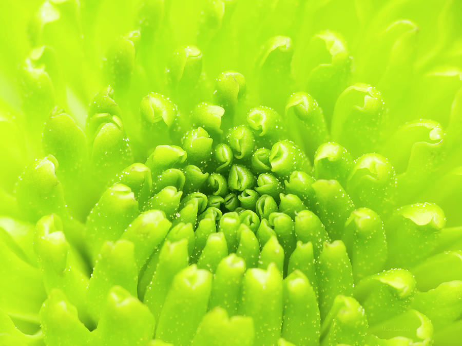 Chrysanthemum Macro Photograph by Wim Lanclus