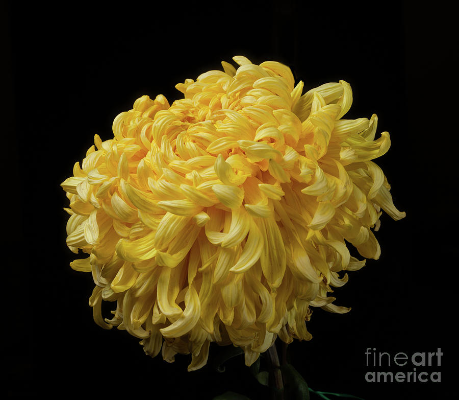 Chrysanthemum McKinley Photograph by Ann Jacobson