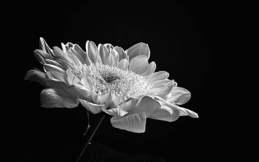 Chrysanthemum Monochrome Photograph by Jeff Townsend