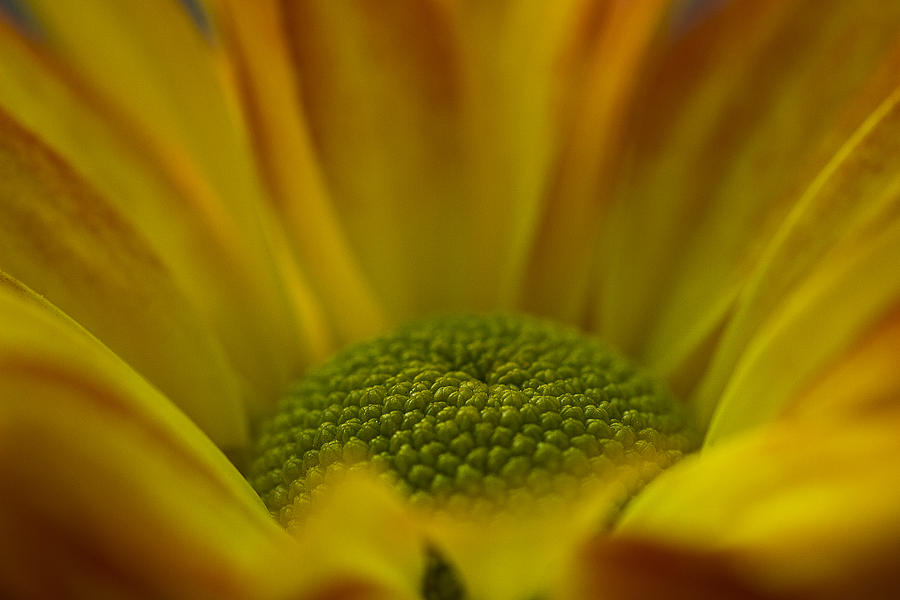 Chrysanthemum Photograph by Morgan Wright