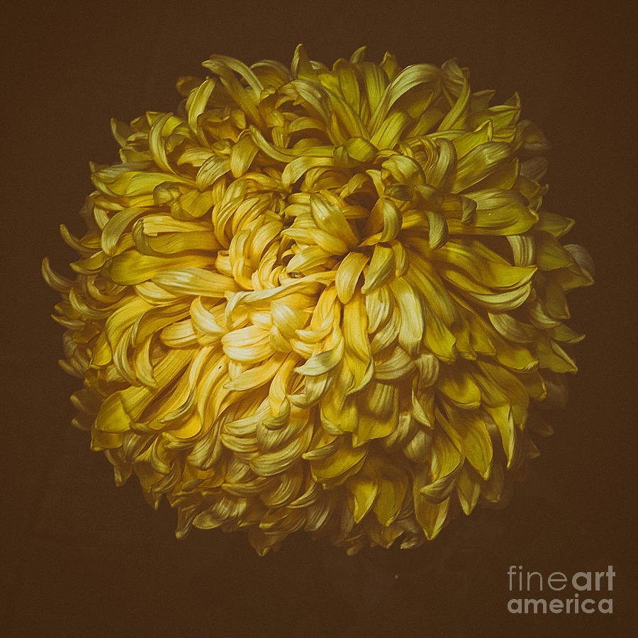 Chrysanthemum Mt McGinley Photograph by Ann Jacobson