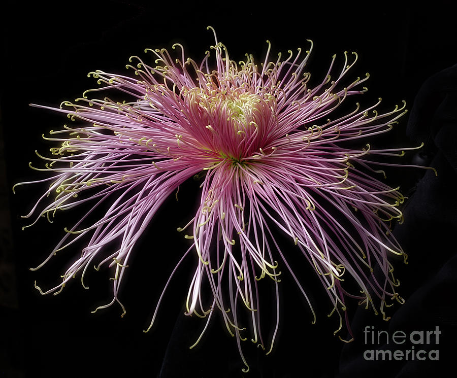 Chrysanthemum Mystic Photograph by Ann Jacobson