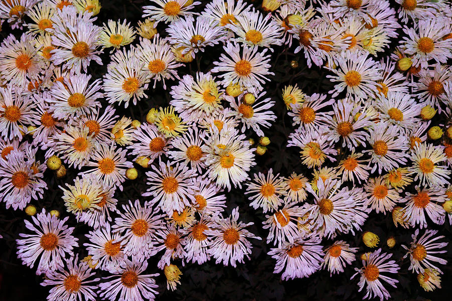 Flowers Still Life Photograph - Chrysanthemum  by Nilu Mishra