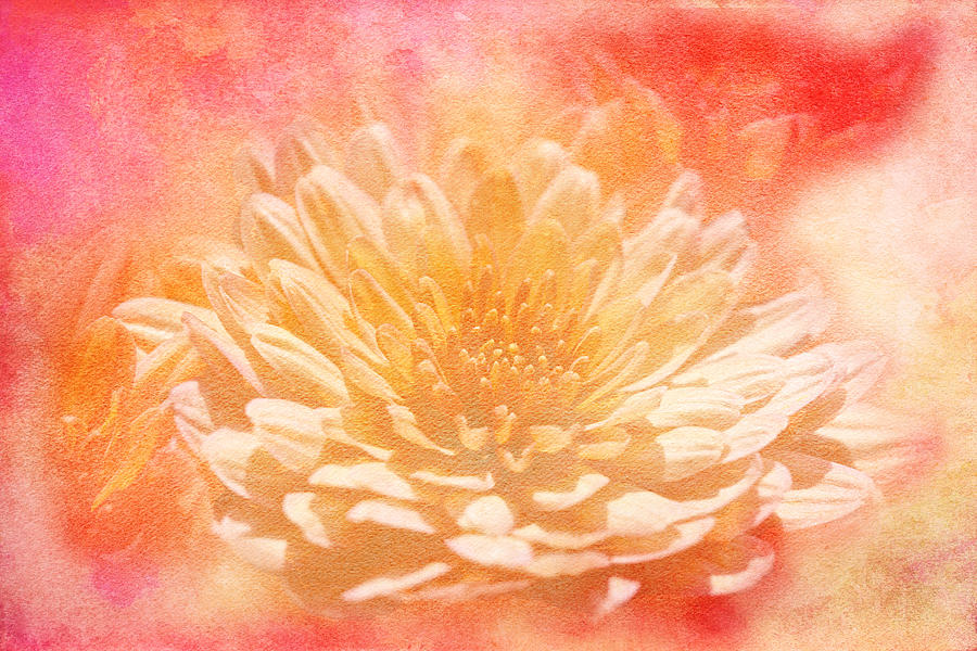 Chrysanthemum Obscured Photograph by Carol Senske