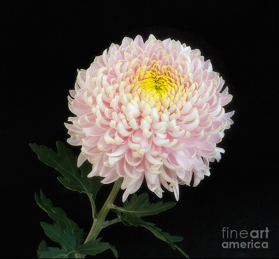 Chrysanthemum Otome Pink Photograph by Ann Jacobson