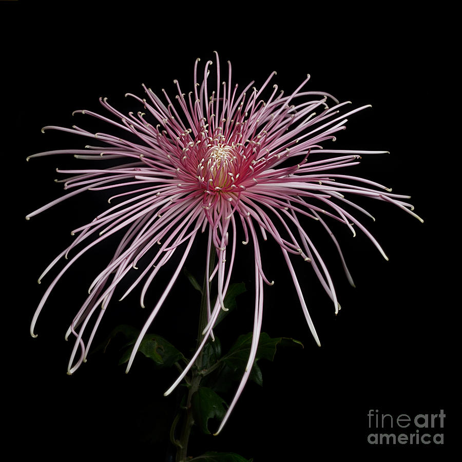Chrysanthemum Pink Splendor Photograph by Ann Jacobson