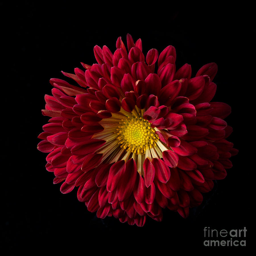 Chrysanthemum Red Wing Photograph by Ann Jacobson