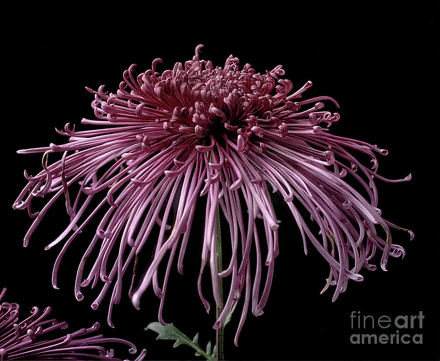 Chrysanthemum Seatons Galaxy Photograph by Ann Jacobson