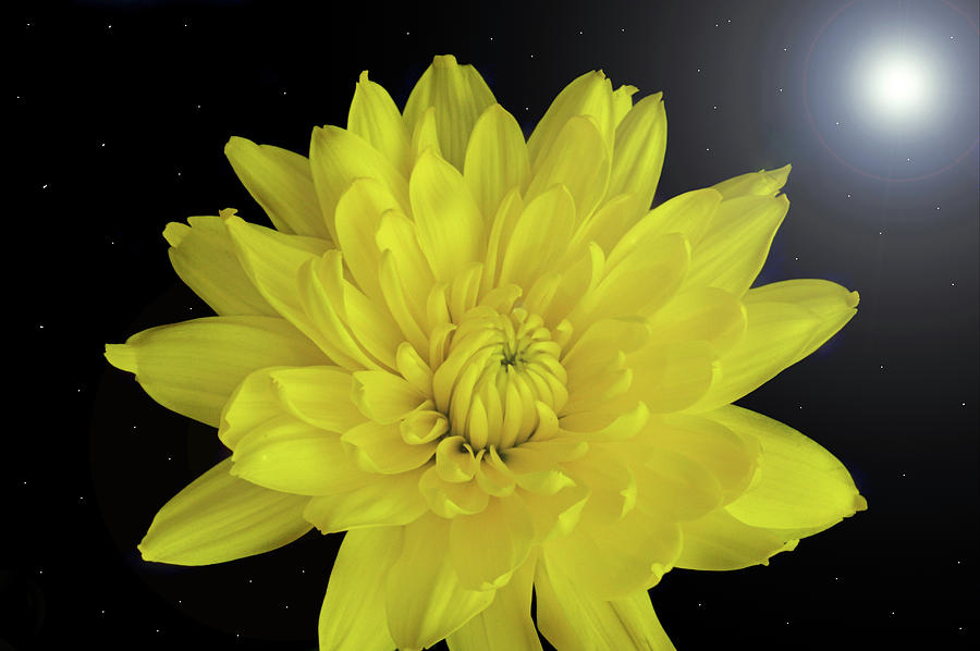 Chrysanthemum Star Photograph by Terence Davis