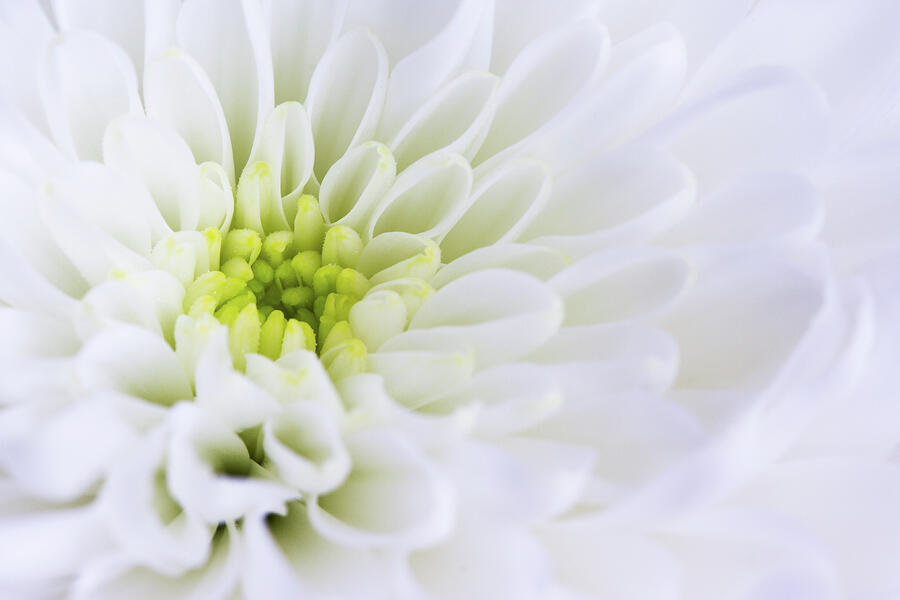 Chrysanthemum Photograph by Tanya C Smith