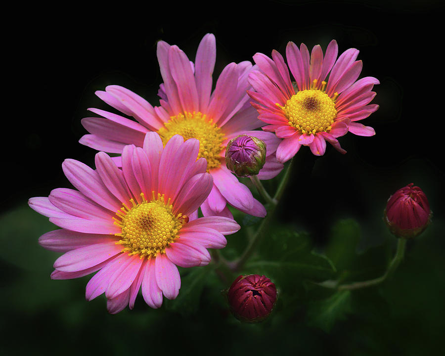 Chrysanthemum - Trio Photograph by Nikolyn McDonald