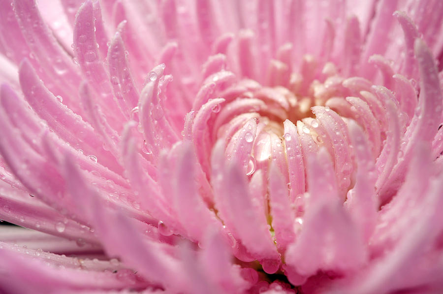 Flower Photograph - Chrysanthemum up Close by Laura Mountainspring