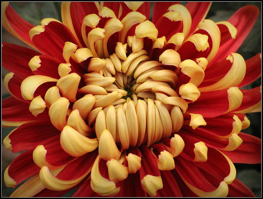 Chrysanthemum in Full Bloom Photograph by Dora Sofia Caputo