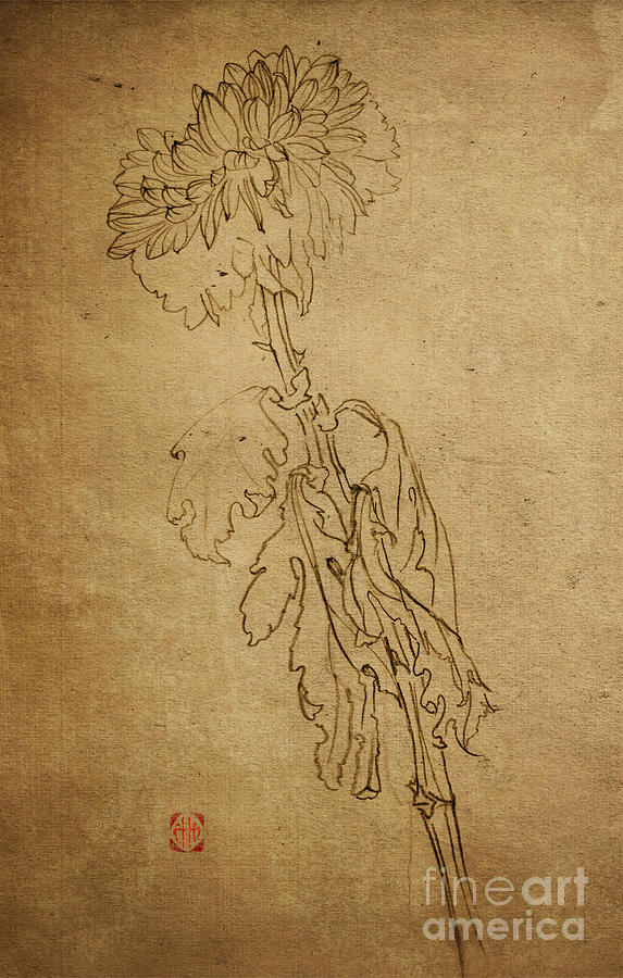Chrysanthemums Graphic Series 1 Drawing