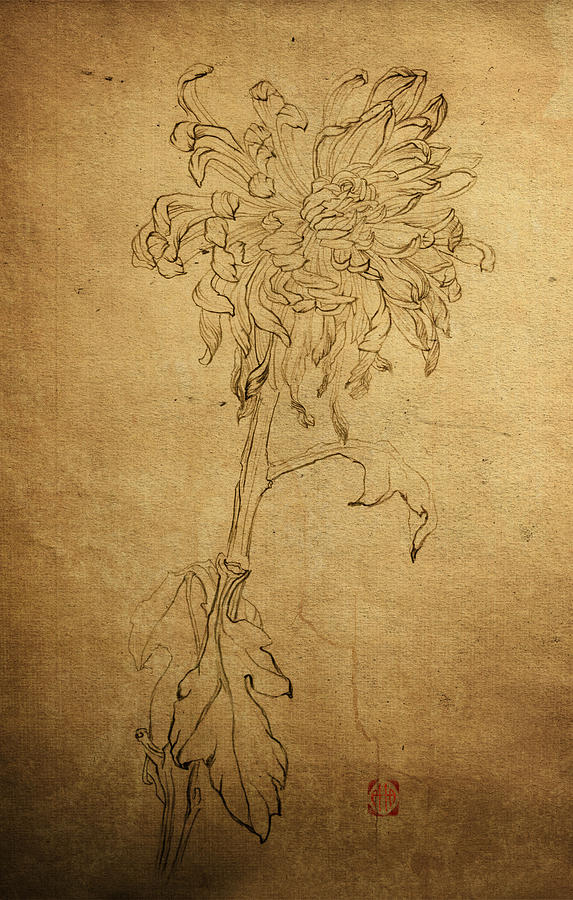 Chrysanthemums Graphic Series 2 Drawing