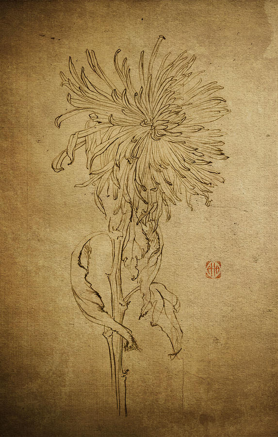 Chrysanthemums Graphic Series 3 Drawing