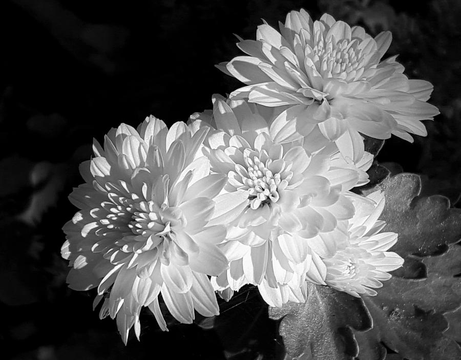 Chrysanthemums in Black and White Photograph by Sheila Brown