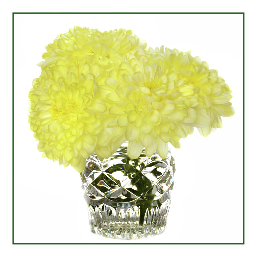 Chrysanthemums In Crystal Photograph