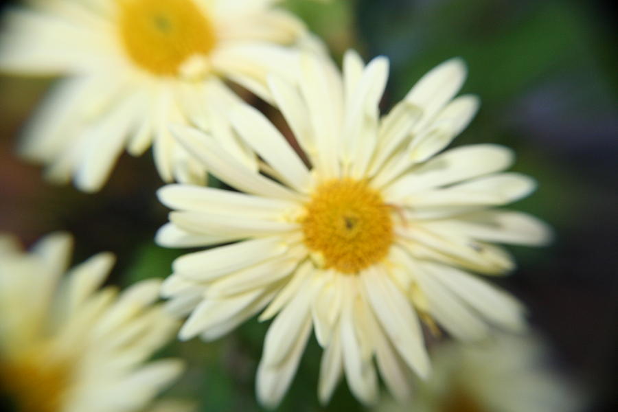 Flower Photograph - Chrysanthemums in November by Rebecca Smith