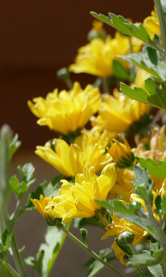 Chrysanthemums Photograph by Laurel Powell