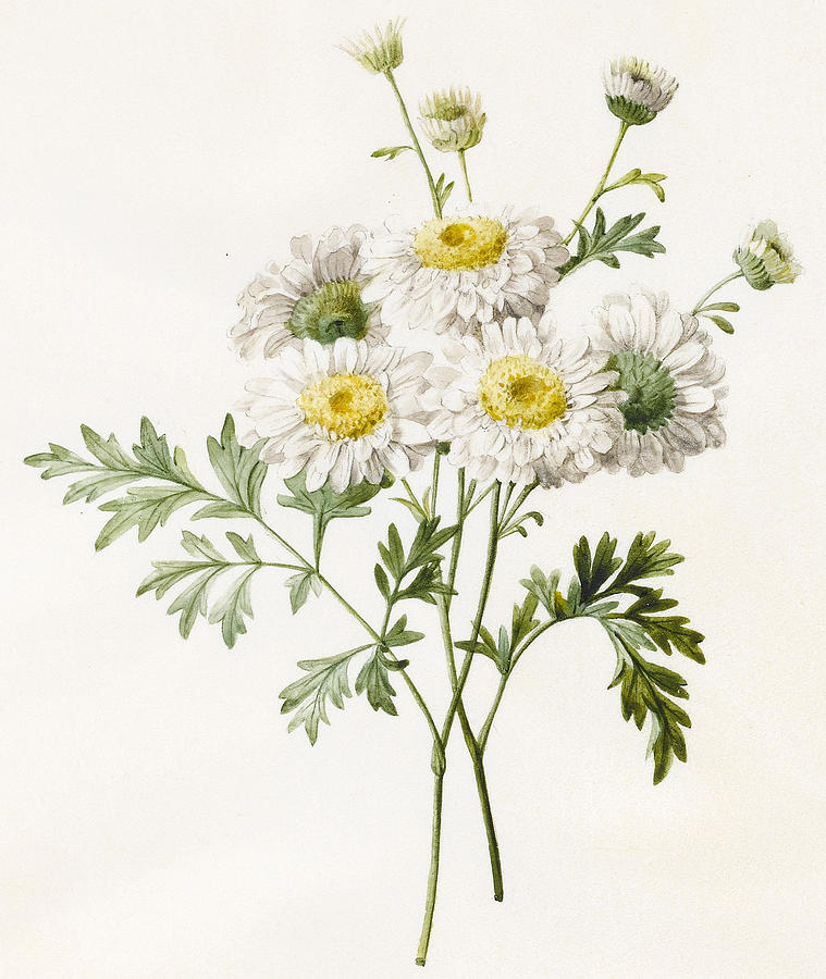 Chrysanthemums Painting by Louise DOrleans