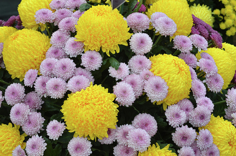 Chrysanthemums Photograph by Terence Davis