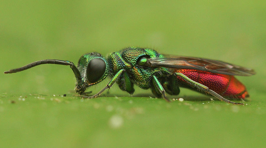 Chrysis ignita Photograph by Henk Wallays - Fine Art America