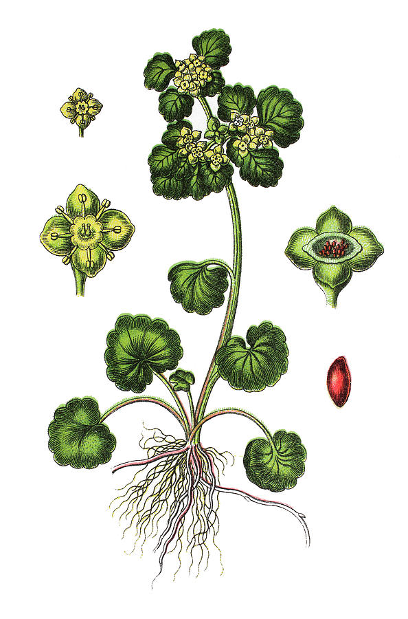 Vintage Drawing - Chrysosplenium alternifolium, alternate-leaved golden saxifrage by Bildagentur-online