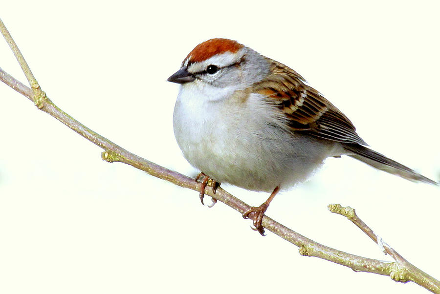 Chubby Sparrow Photograph by Lori Lafargue