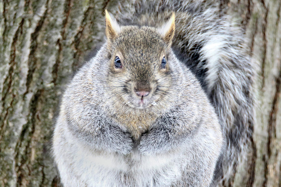 Chubby Squirrel Photograph by Brook Burling