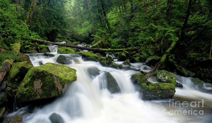 Chuckanut Creek Flow Photograph by Mike Reid - Fine Art America