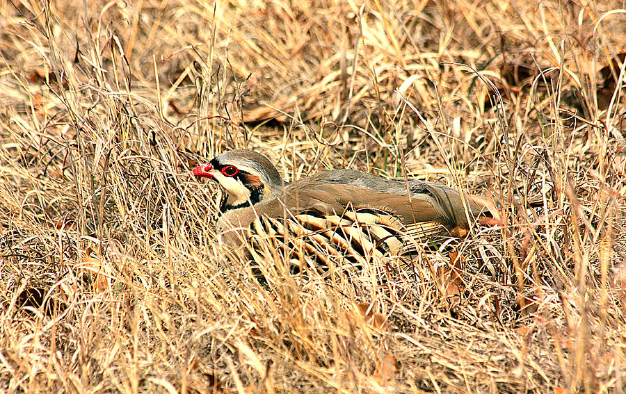 Chuckar Bird Hiding in Grass Photograph by Sheila Brown