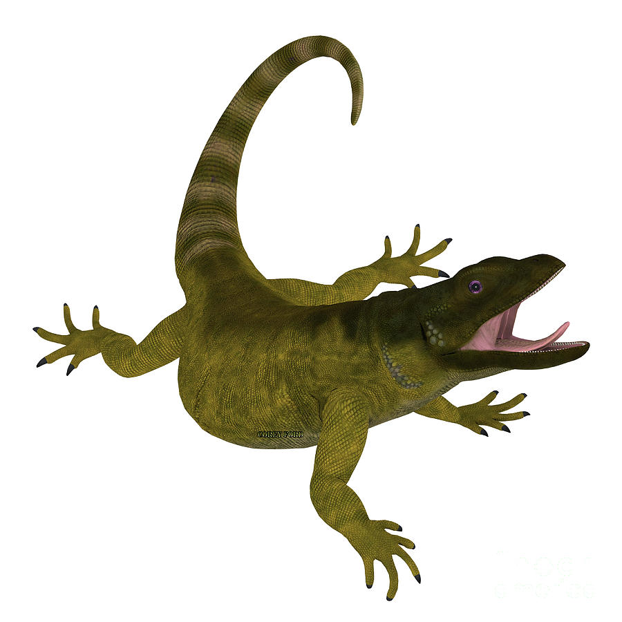 Chuckwalla Lizard on White Digital Art by Corey Ford