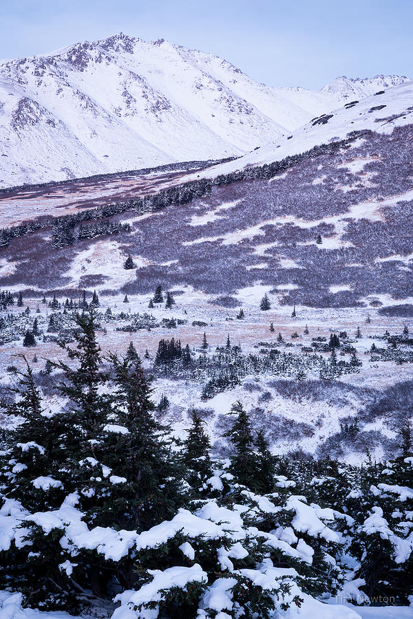 Chugach in Alpenglow Photograph by Tim Newton
