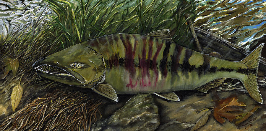 Chum Salmon Painting