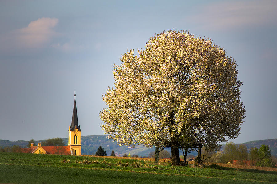 Church and cherry tree Photograph by Davorin Mance