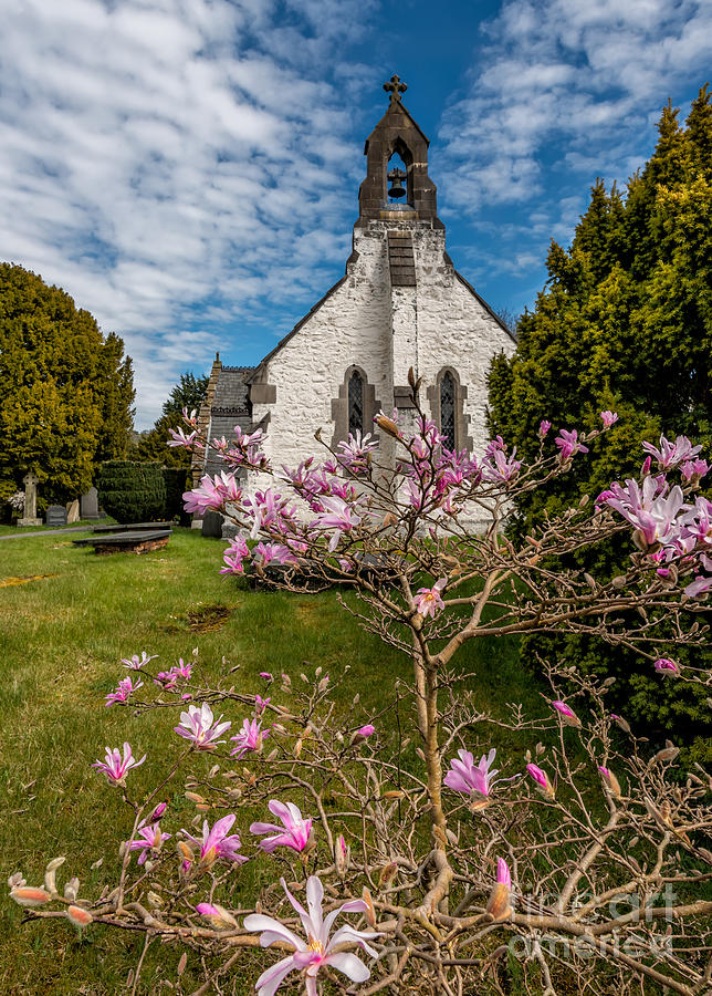 Church Blossom Photograph by Adrian Evans