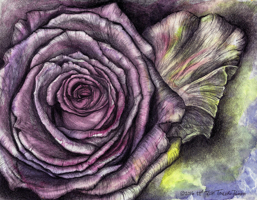 Church Rose Mauve Drawing by Trish Taylor Ponappa