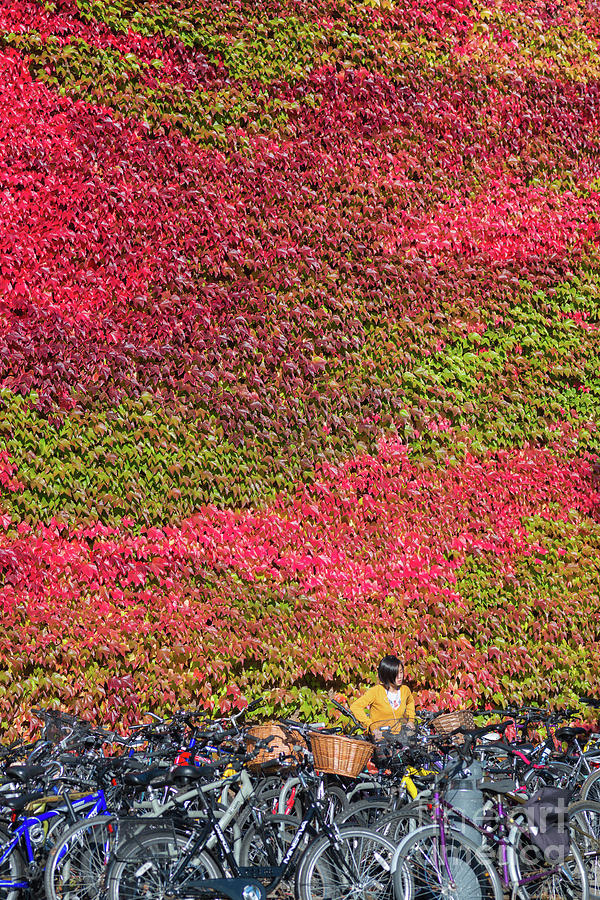 Churchill College covered in red Ivy Photograph by Andrew Michael
