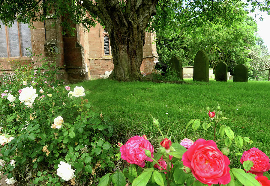 Rose Photograph - Churchyard by Zoe Oakley