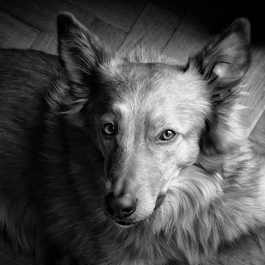 Portrait Photograph - Chuvak
#dog #pet #blackandwhite by Rafa Rivas