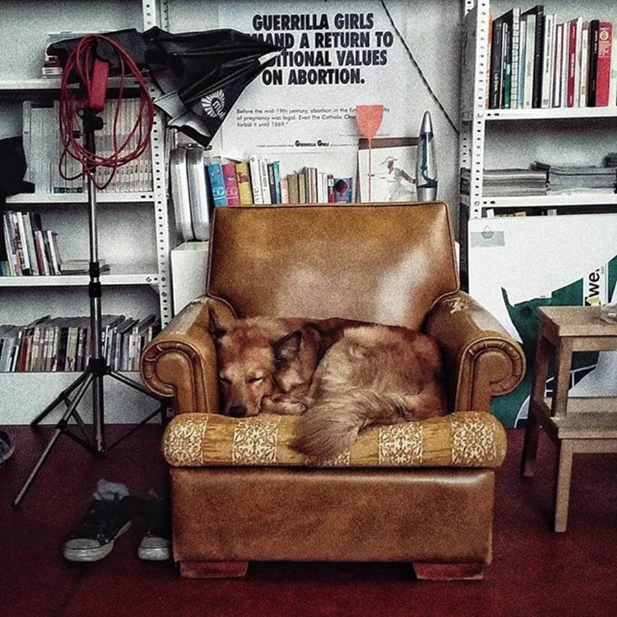 Animal Photograph - Chuvak

#dogsofinstagram #dog #animal by Rafa Rivas