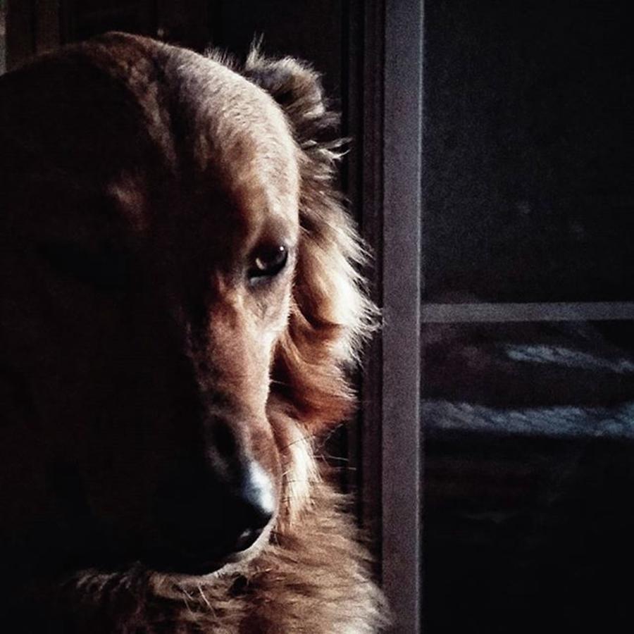 Portrait Photograph - Chuvak
#portrait #dogsofinstagram #dog by Rafa Rivas