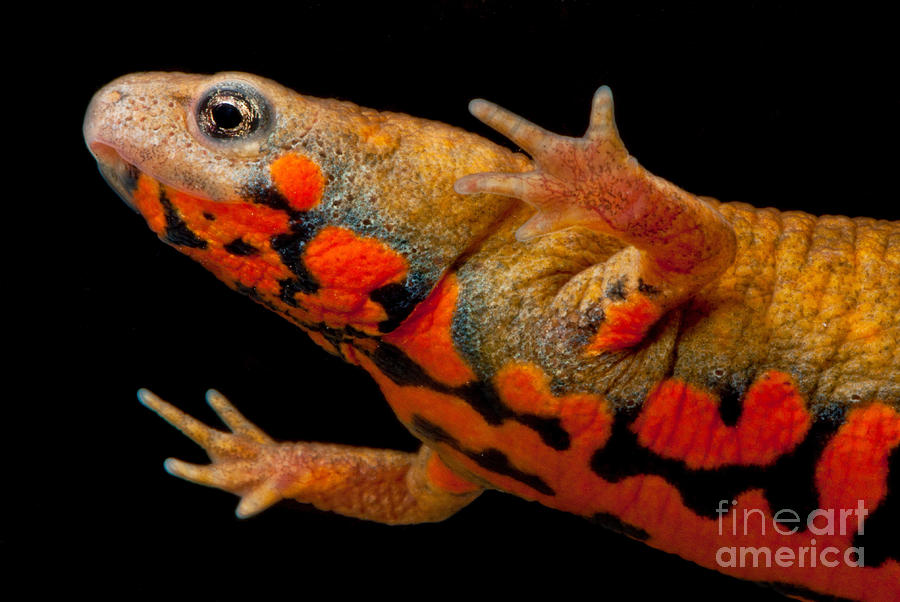 Chuxiong Fire Belly Newt Photograph By Dant Fenolio,Mind Eraser Shot