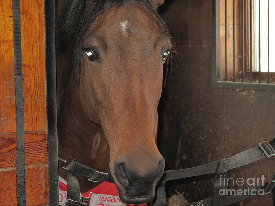 Horse Photograph - Ciao Bella by Valerie Morrison
