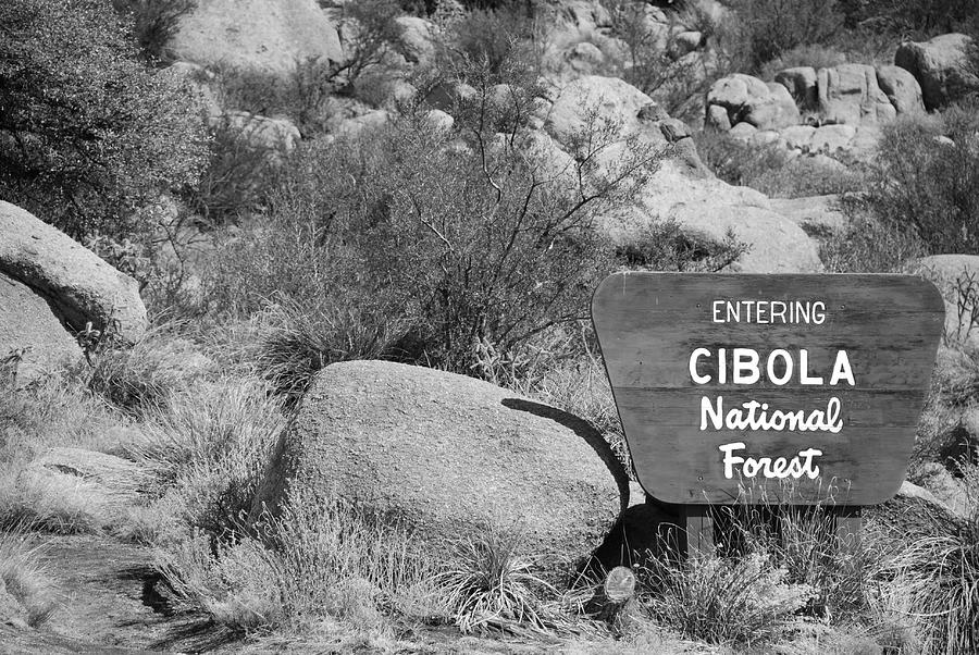 Cibola National Forest Photograph by Rob Hans